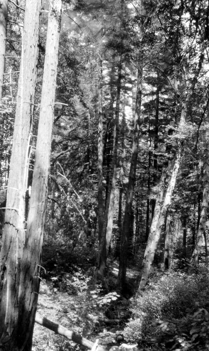 Black and white photograph, undated, of second-growth redwoods along Ritchie Creek in Napa County, on land that is now Bothe-Napa Valley State Park