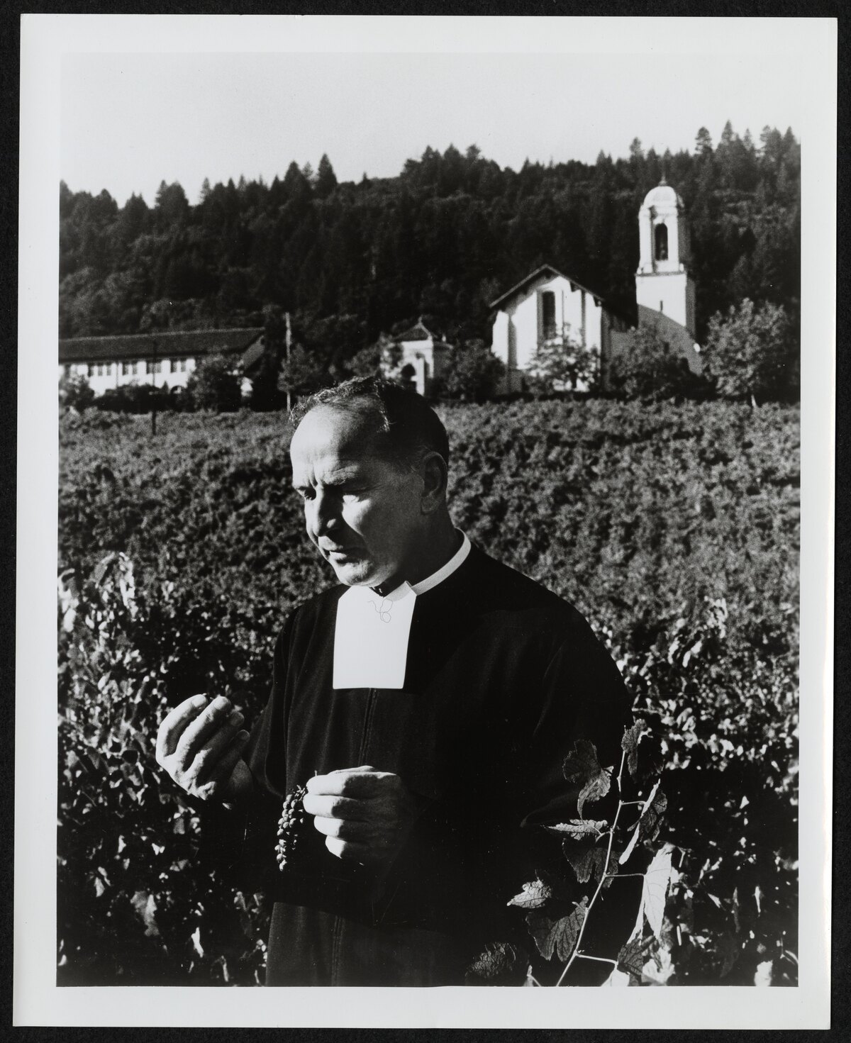 Brother Timothy in the vineyard, 1954